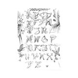 UEO Tattoo Script (80 Pages)-CAM SUPPLY INC. - SUPERSTORE (USA)